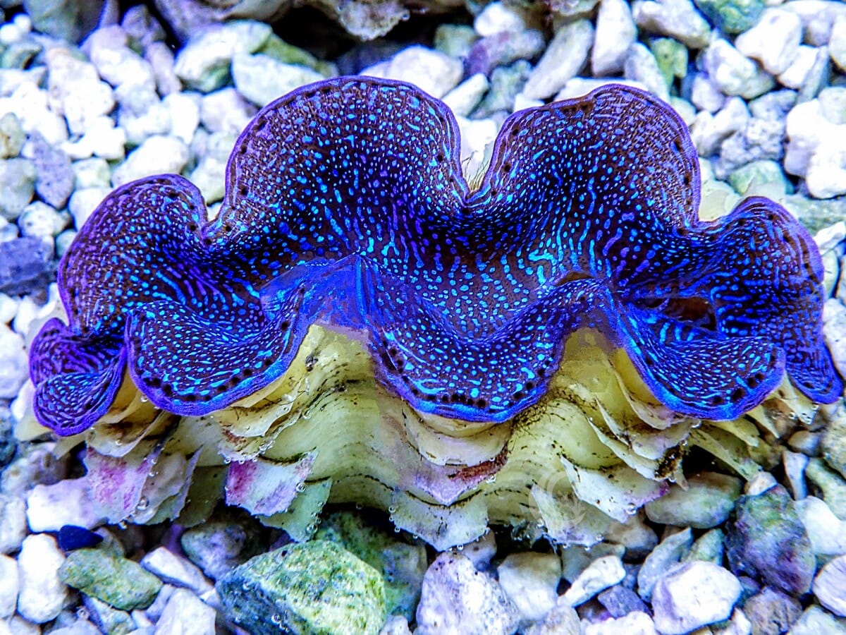Blue Squamosa Cultured Clam