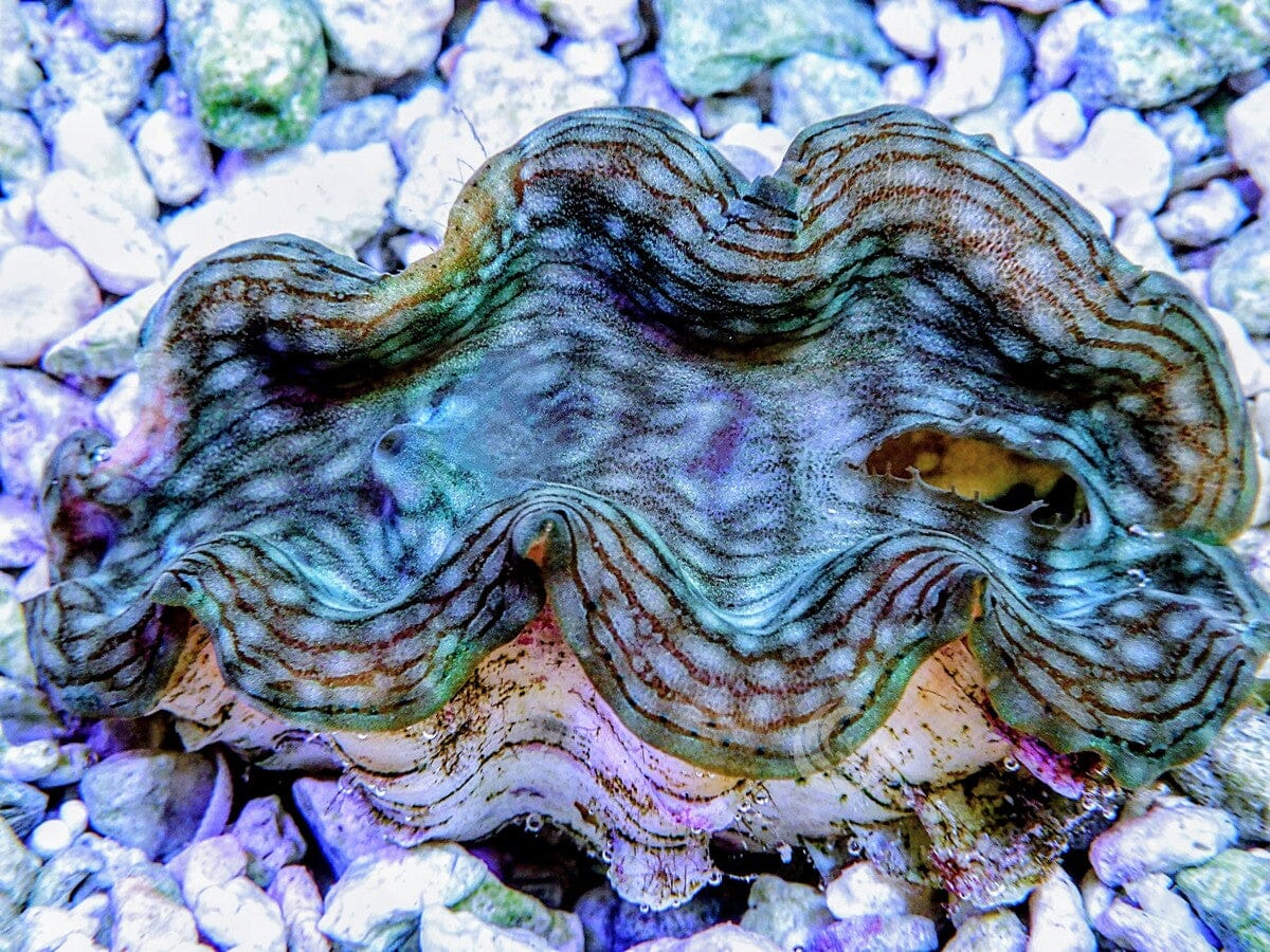 Green Squamosa Cultured Clam