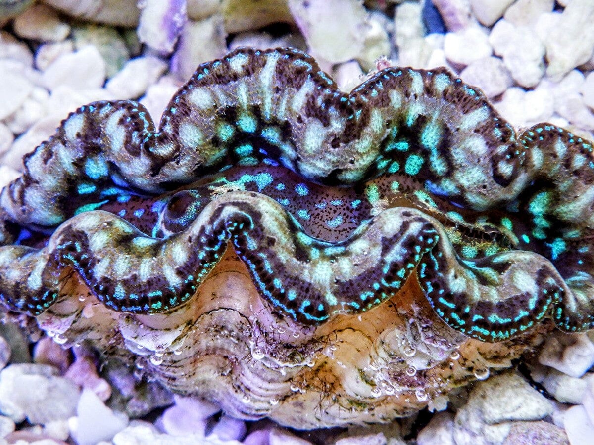Ultra Crocea Cultured Clam