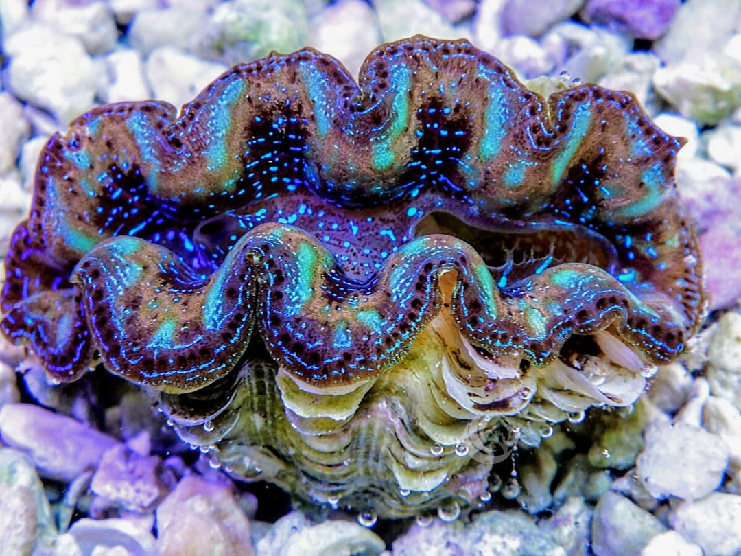 Ultra Crocea Cultured Clam