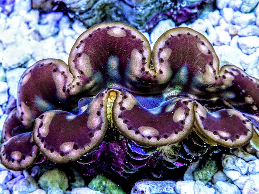 Cultured Maxima Clam