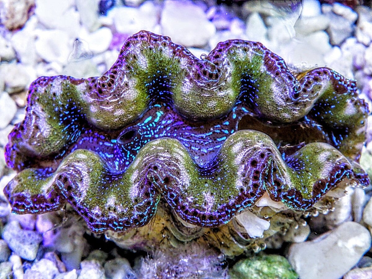Ultra Crocea Cultured Clam