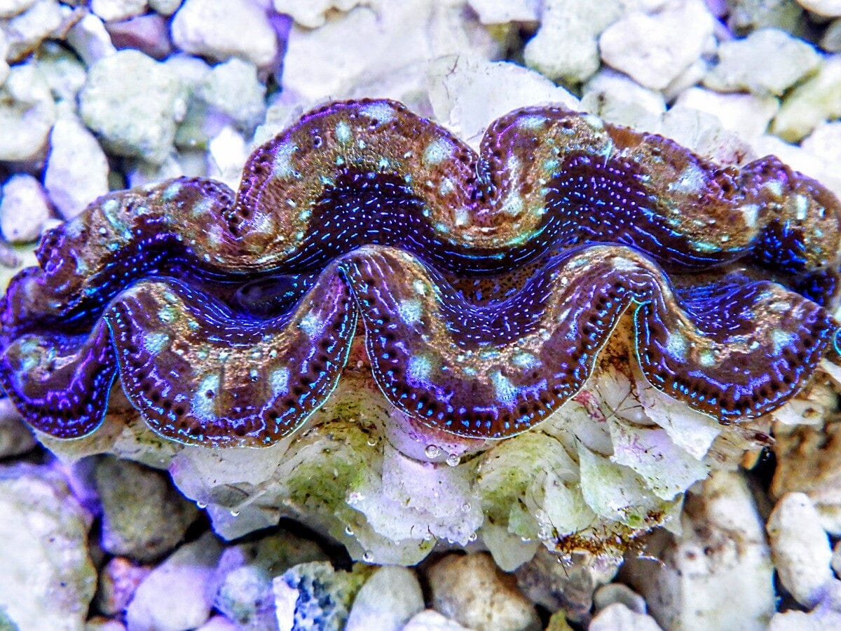 Ultra Crocea Clam