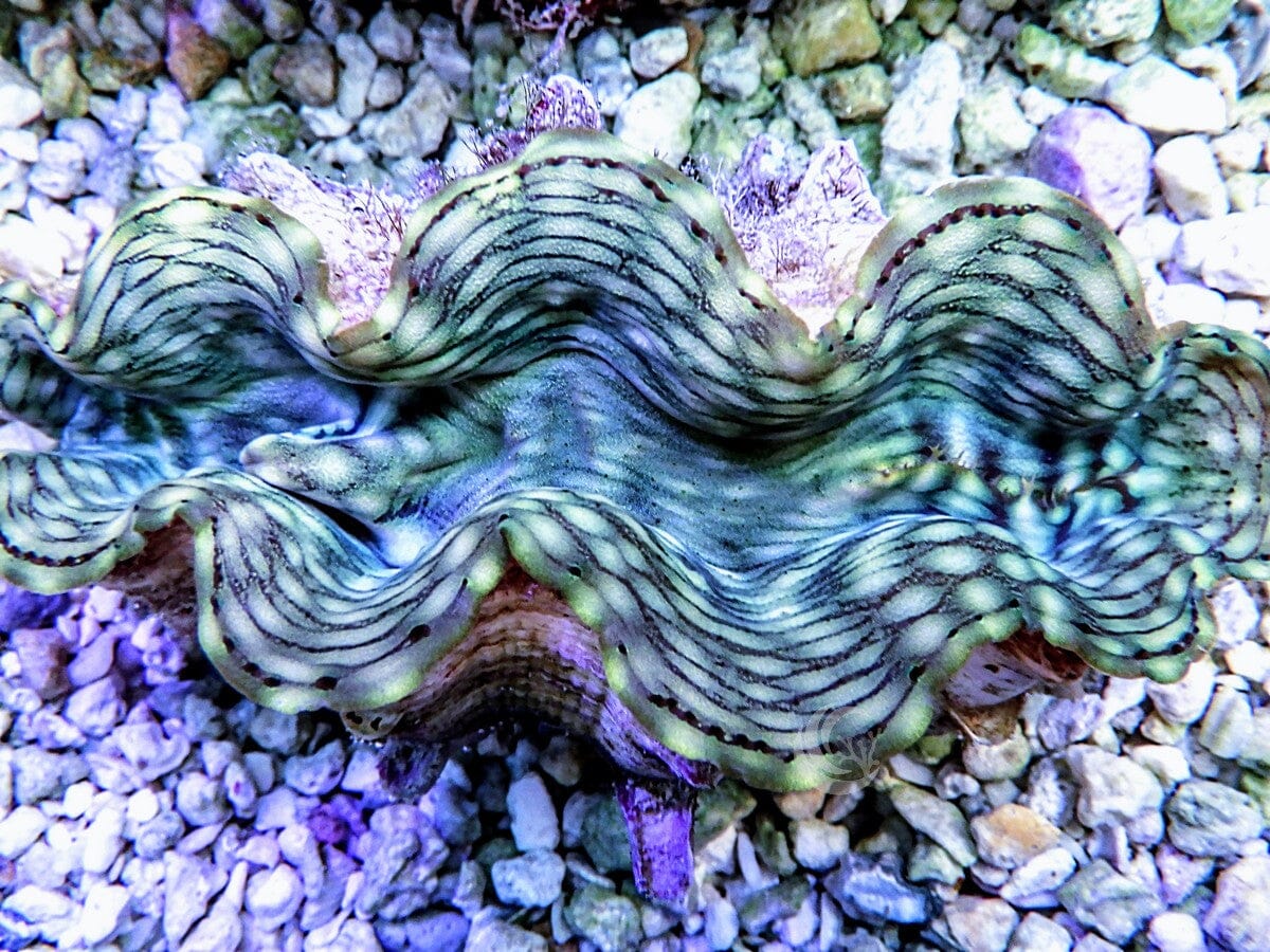 Green Squamosa Clam