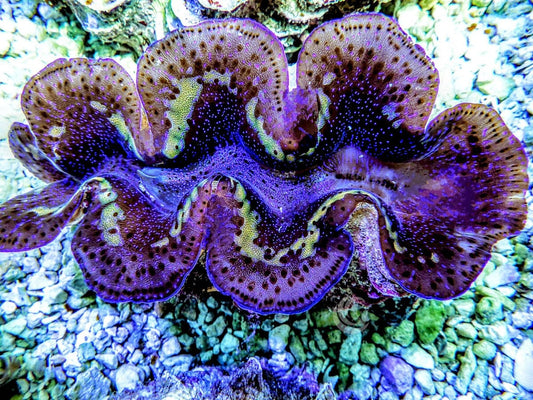 Ribbon Blue Maxima Clam