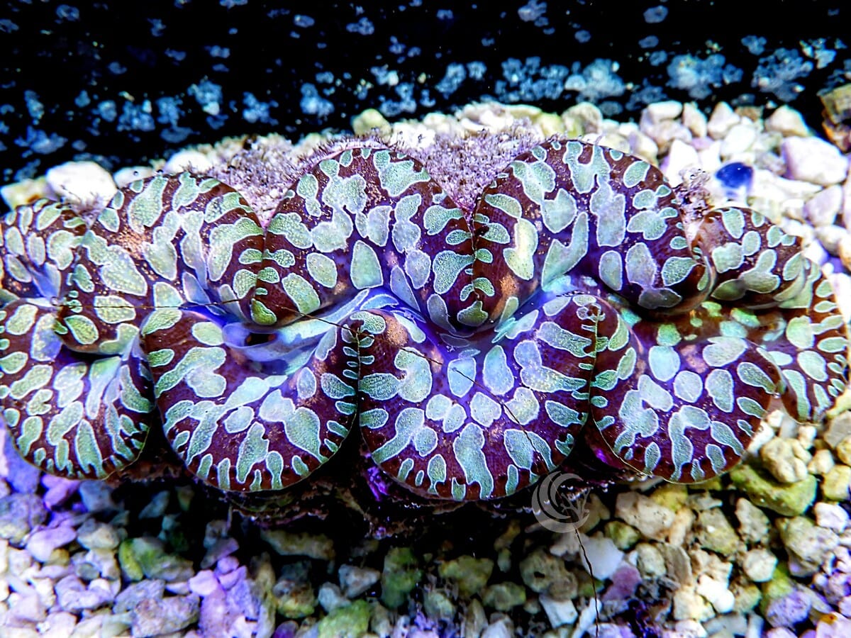 RARE Green Teardrop Clam