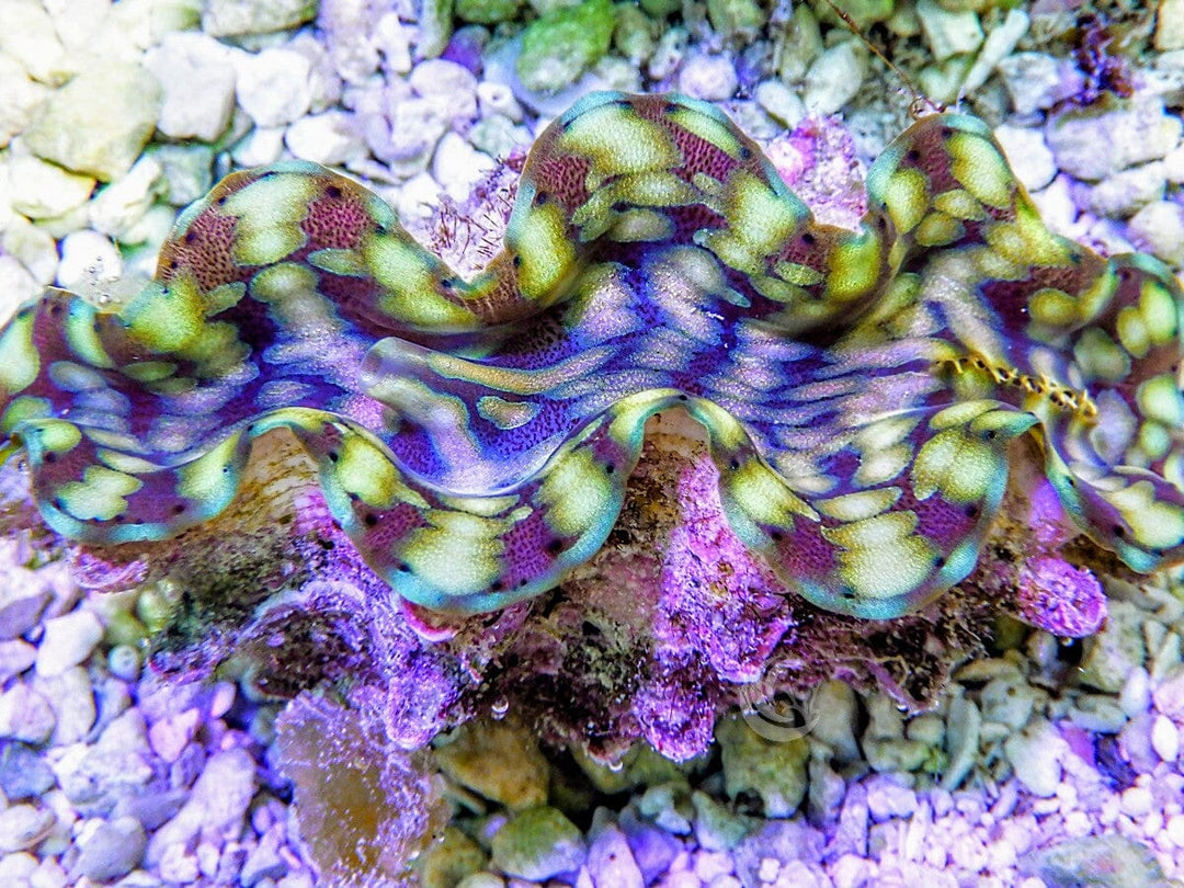 Green Squamosa clam