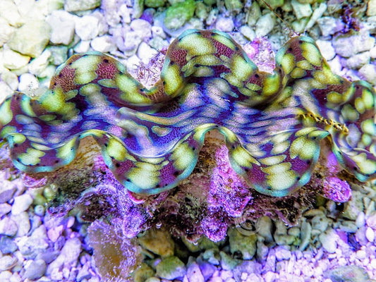 Green Squamosa clam