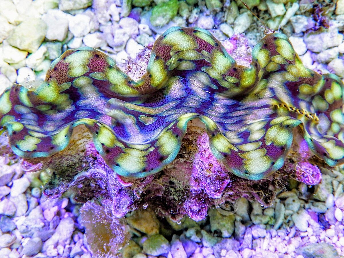 Green Squamosa clam