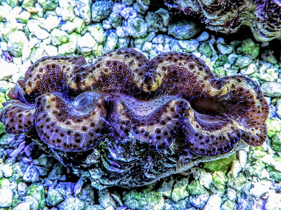 Ribbon Dark Blue Maxima Clam