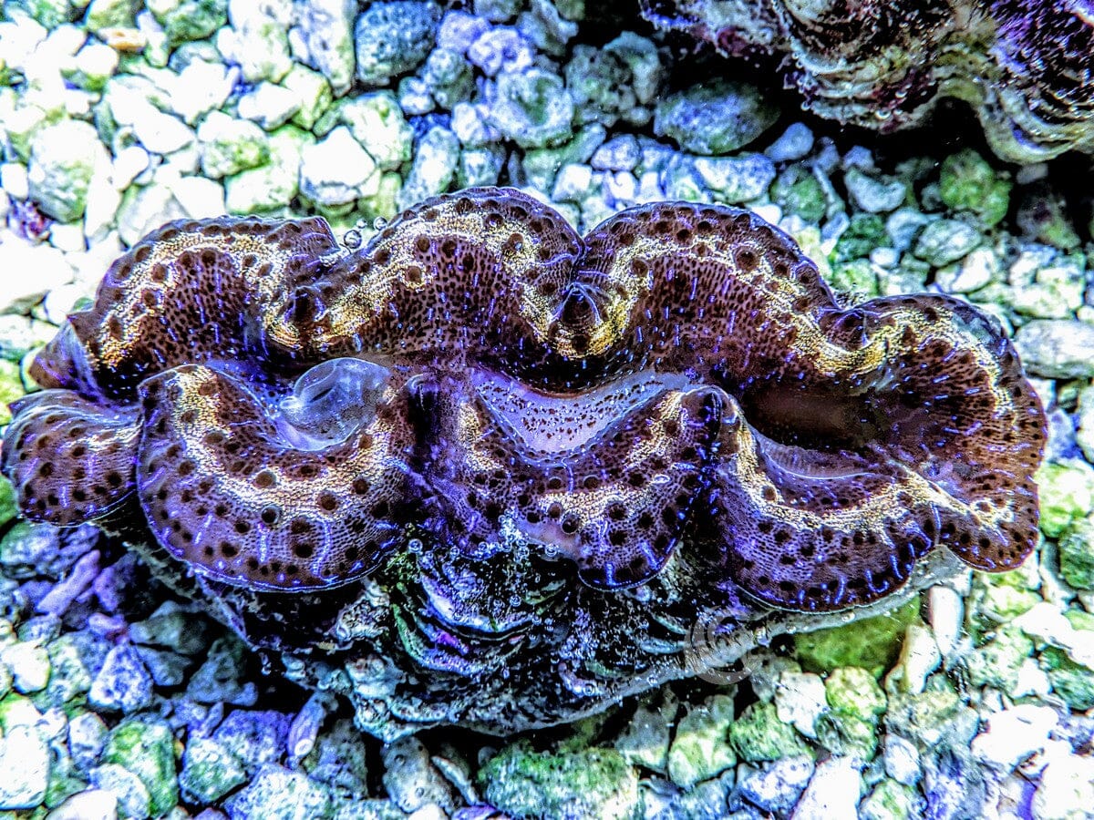 Ribbon Dark Blue Maxima Clam