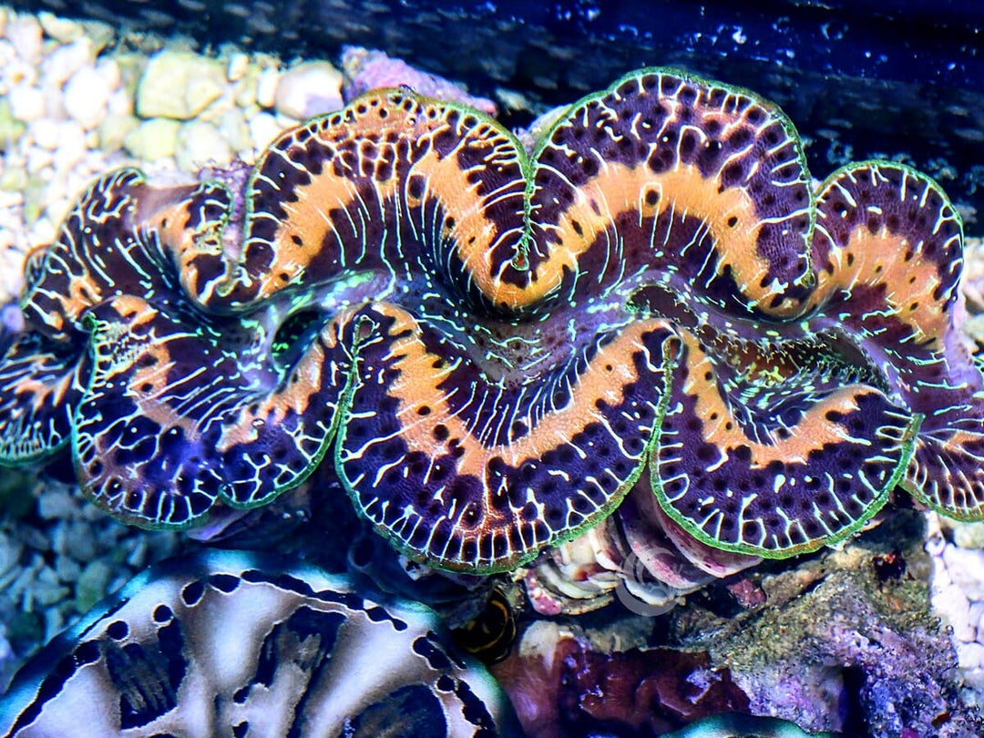 Black-Gold &amp; Green Maxima Clam