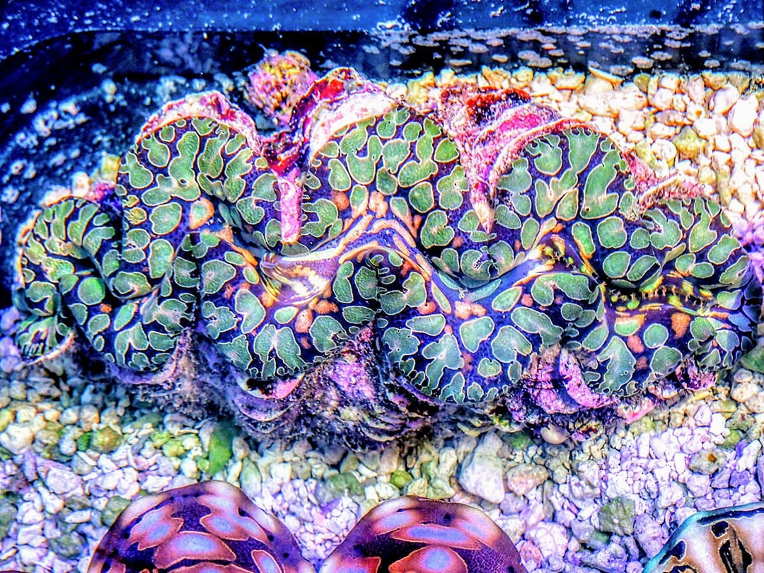 SHOWPIECE Green &amp; Gold Teardrop Clam