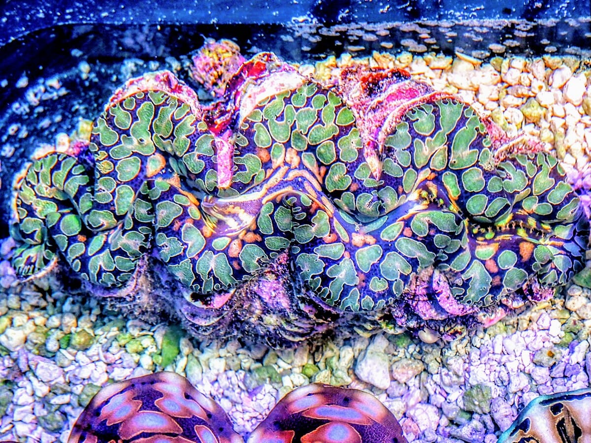 SHOWPIECE Green & Gold Teardrop Clam