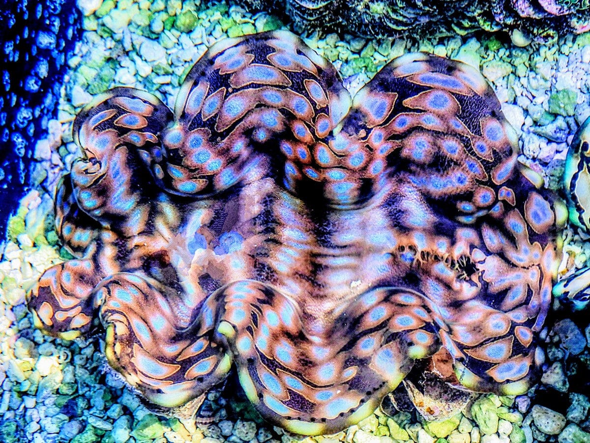 SHOWPIECE Bright Blue Spotted Squamosa Clam