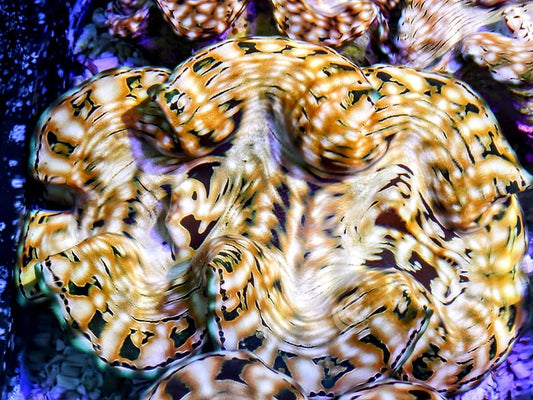 Cultured Yellow-Gold Squamosa Clam