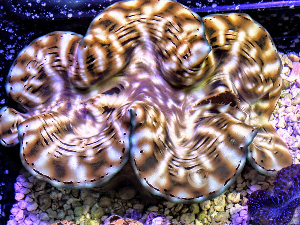 Cultured Squamosa Clam