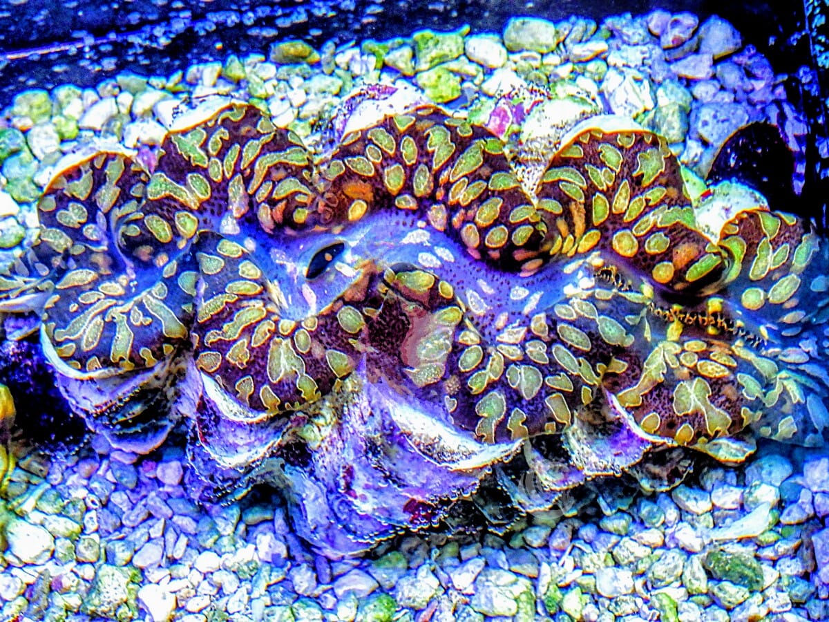 Colored Teardrop Clam