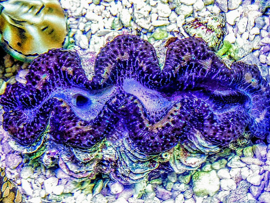 Ribbon Blue Maxima Clam