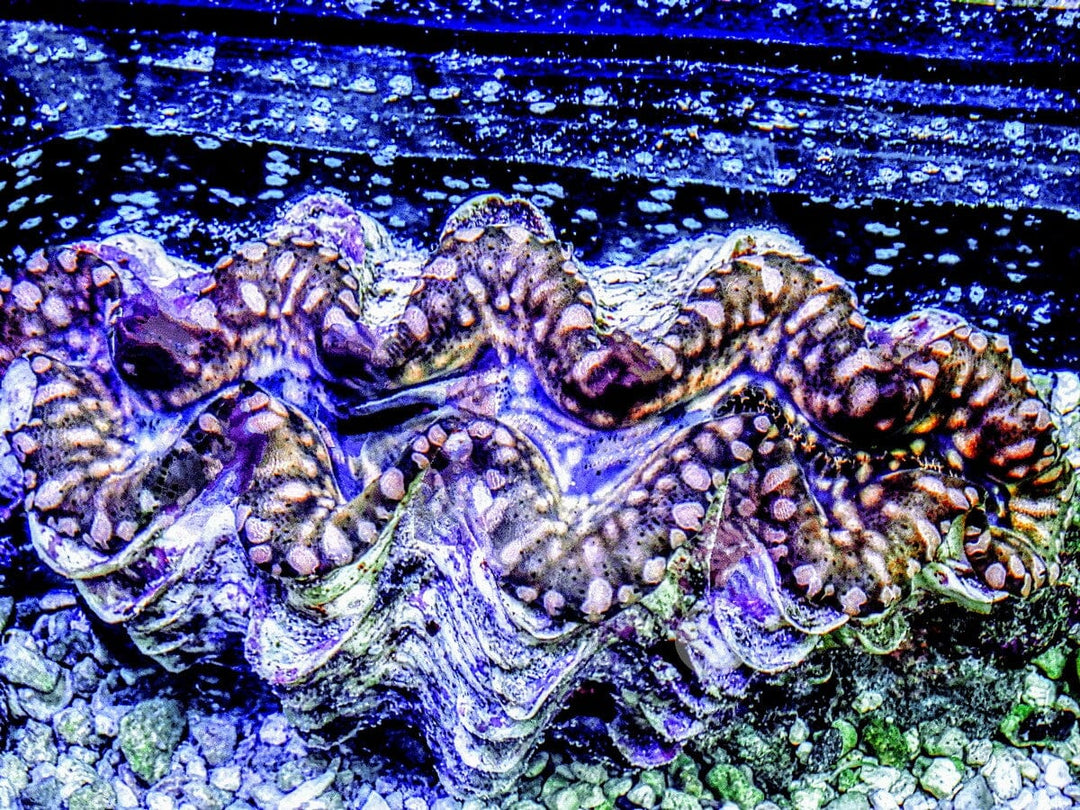 Pinkie Spotted Teardrop Clam