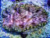 Blue Spotted Deresa Clam