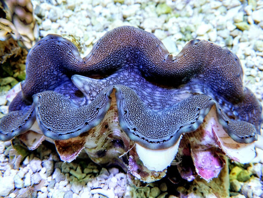 Steely Squamosa