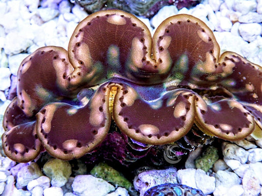 Cultured Maxima Clam