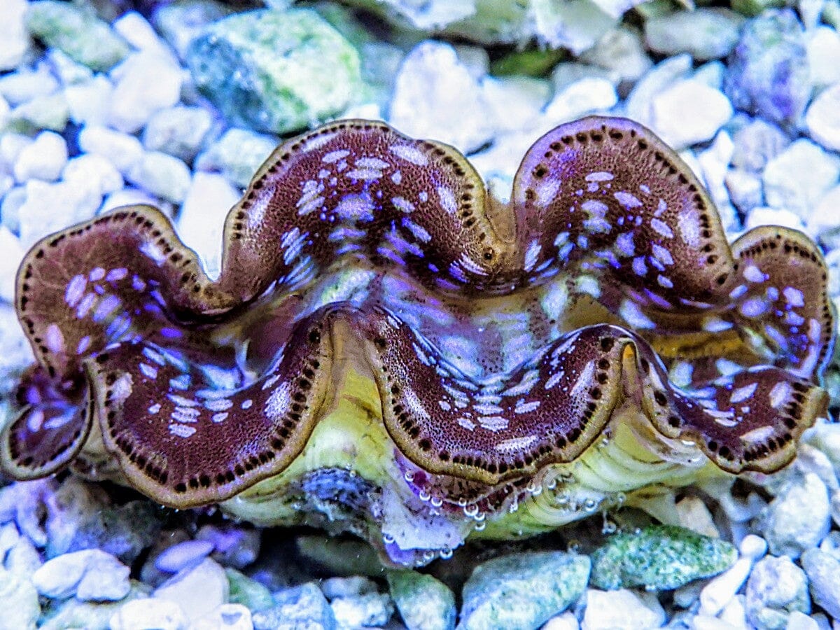Cultured Maxima Clam