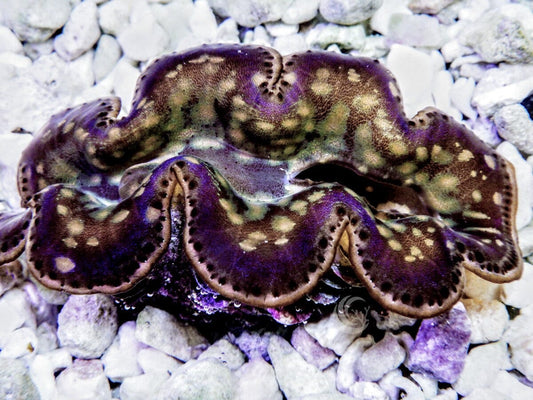 Cultured Maxima Clam