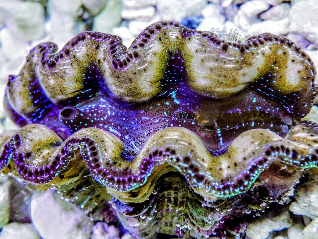 Ultra Crocea Clam