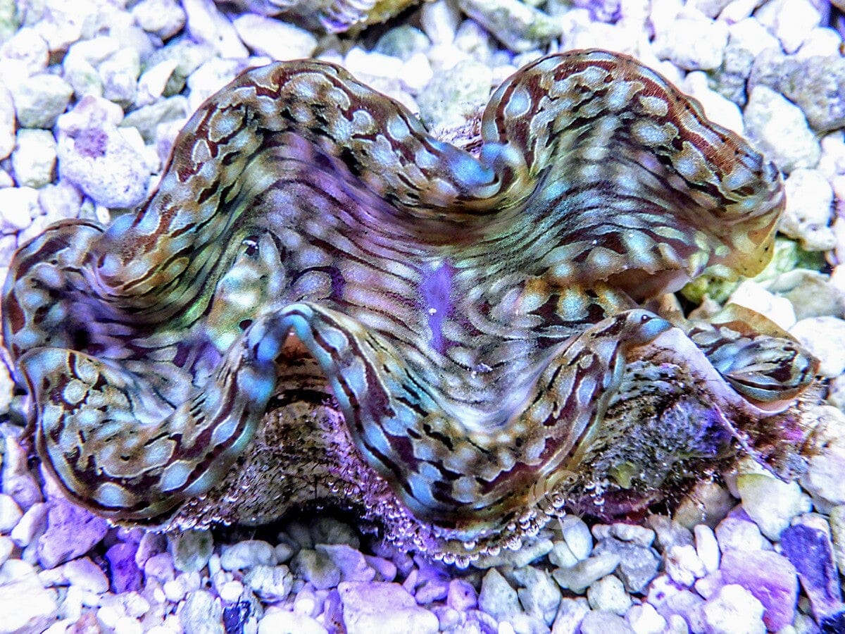 Green Squamosa Clam