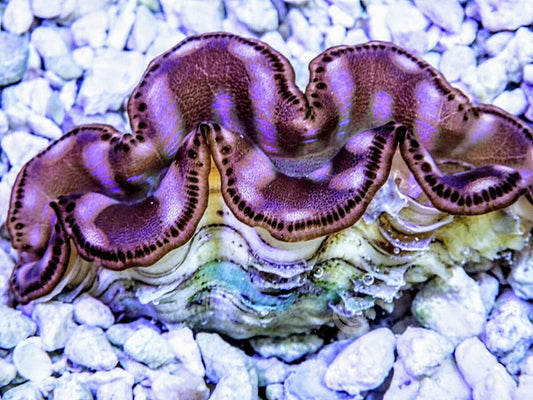 Cultured Maxima Clam