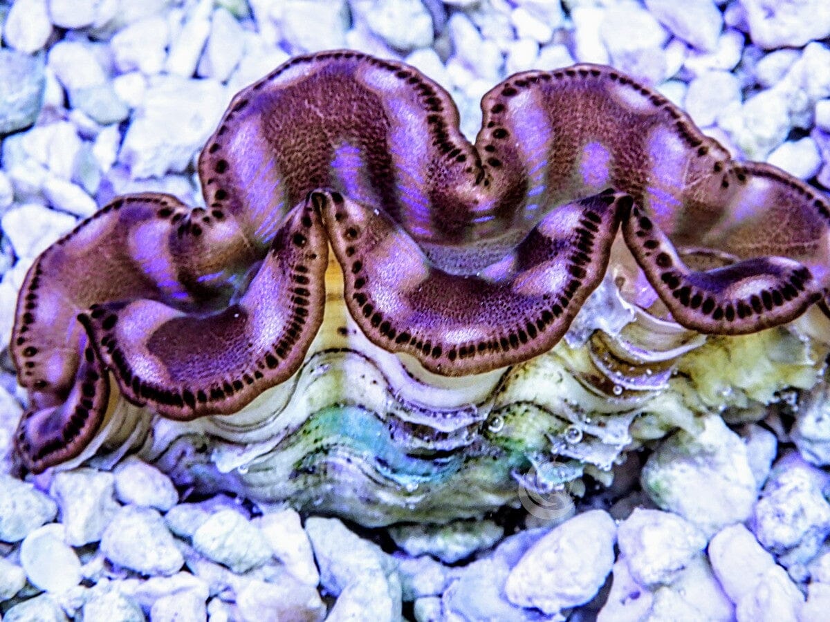 Cultured Maxima Clam