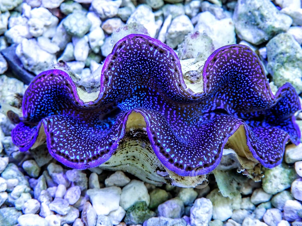 Blue Squamosa