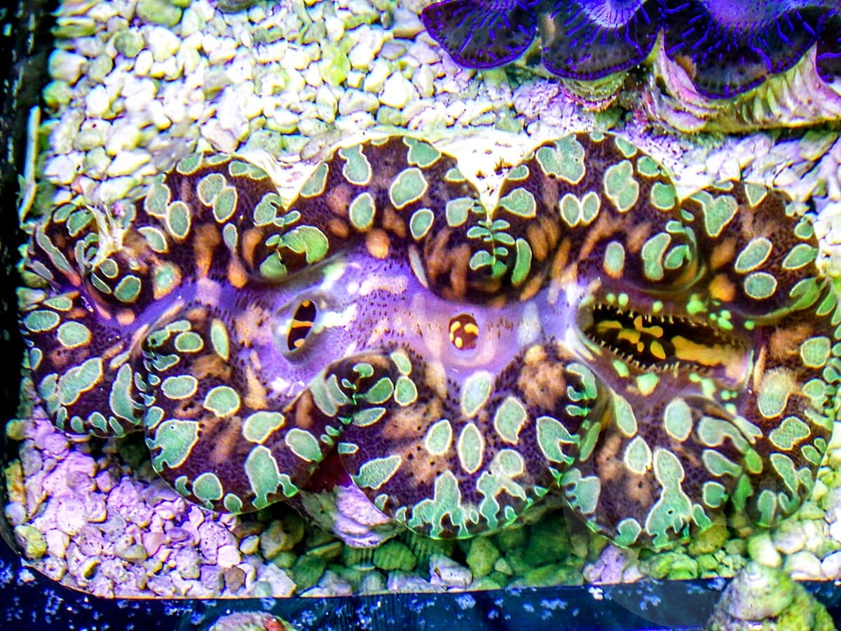 Colored Teardrop WYSIWYG Clam