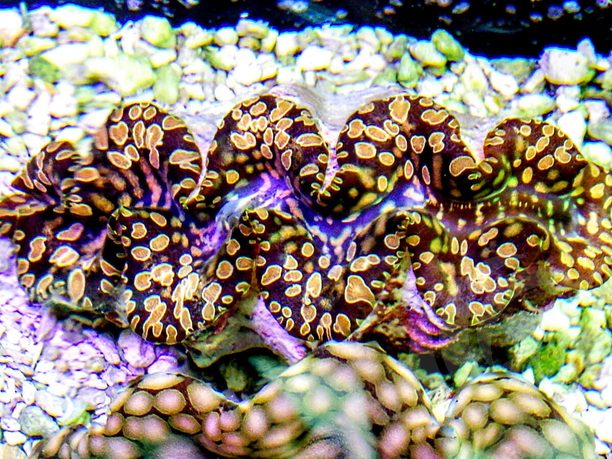 Fancy Teardrop WYSIWYG Clam