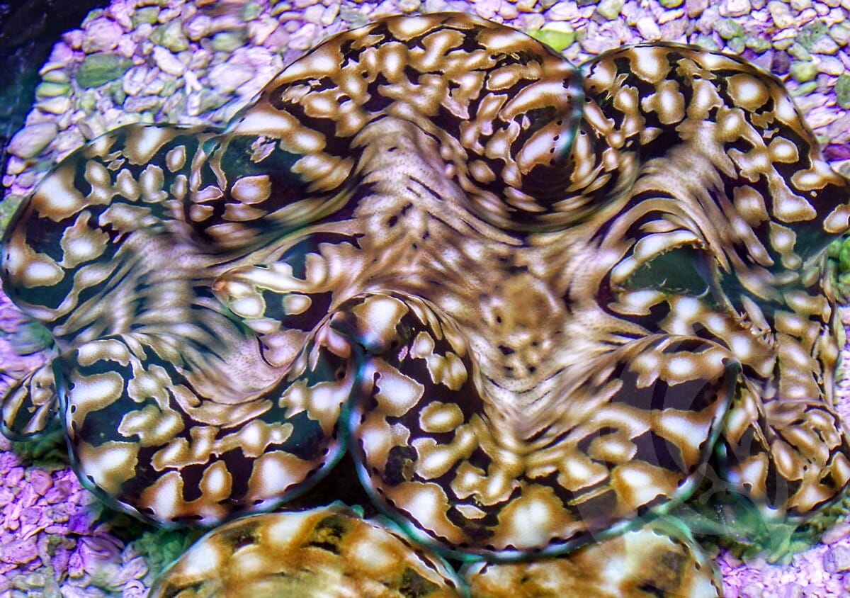 Squamosa Cultured WYSIWYG Clam