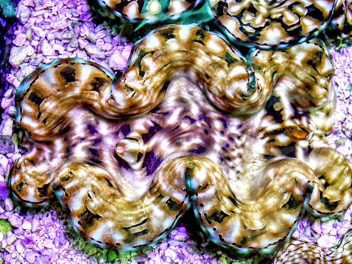 Squamosa Cultured WYSIWYG Clam