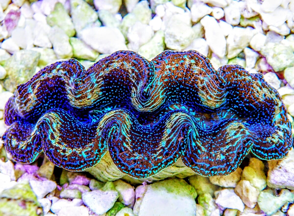 Ultra Crocea Cultured