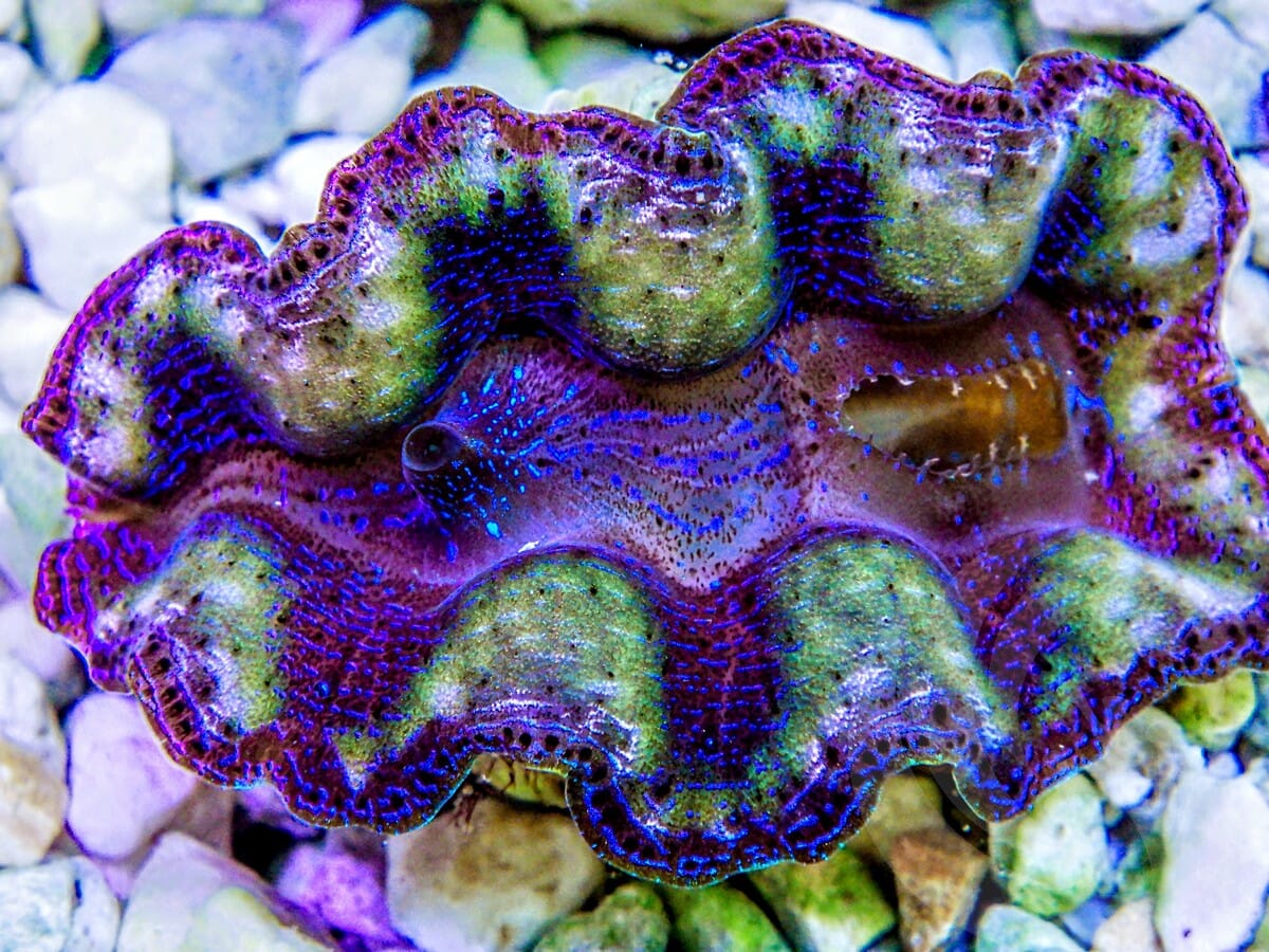 Ultra Crocea Cultured