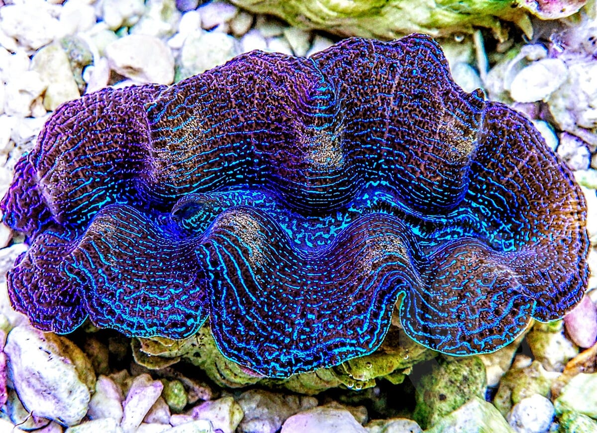 Ultra Crocea Cultured