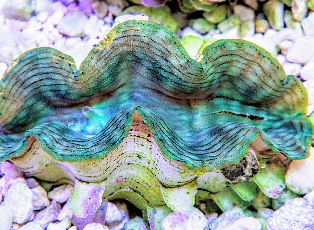 Green Squamosa Clam