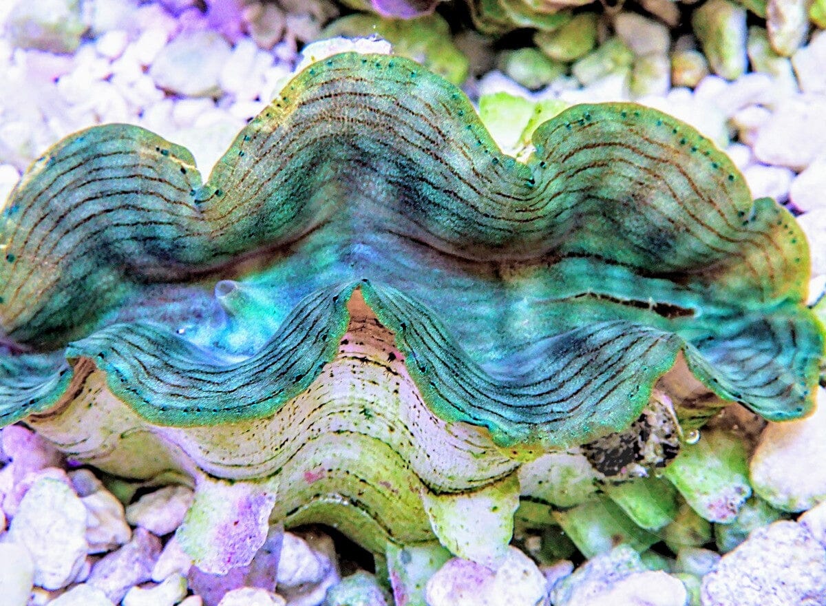 Green Squamosa Clam