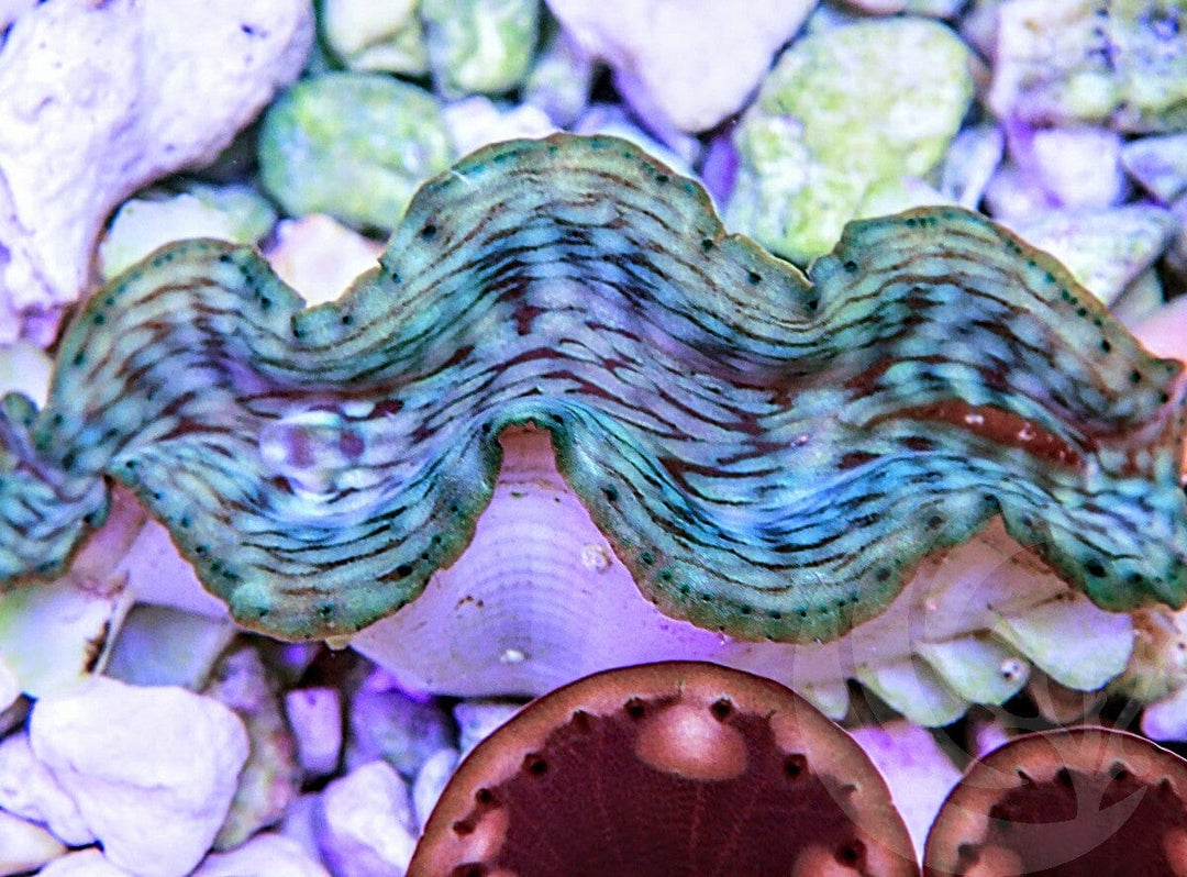 Green Squamosa Cultured WYSIWYG Clam