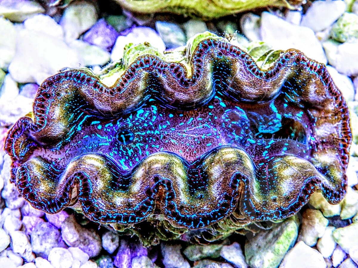 Ultra Crocea Cultured