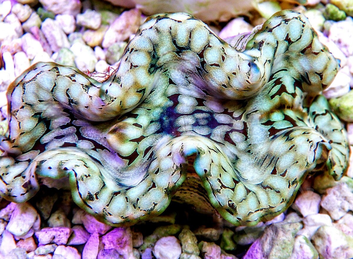 Squamosa