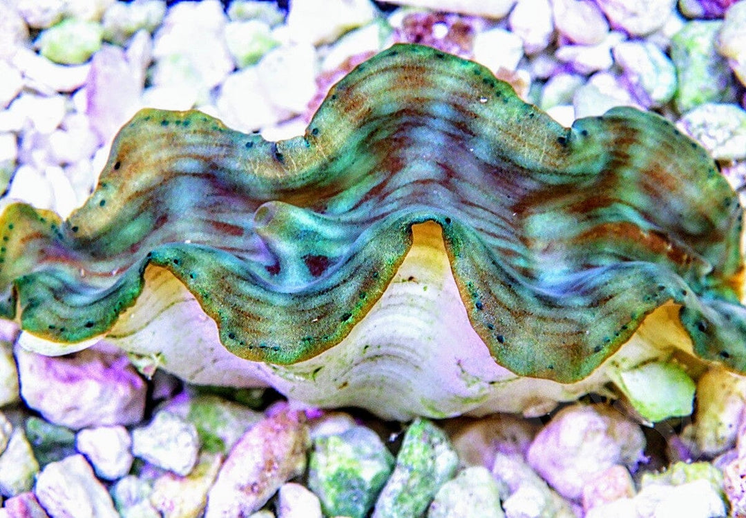 Green Squamosa Clam