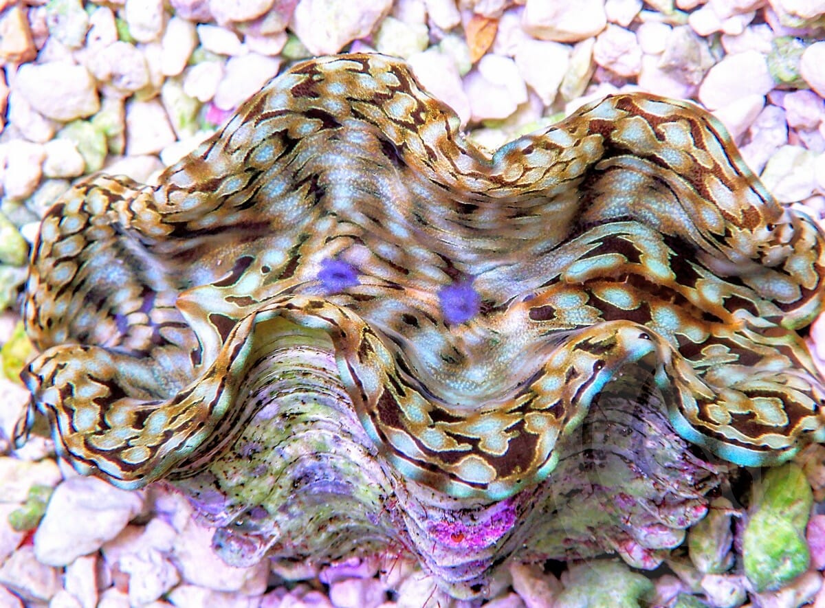 Mosaic Squamosa