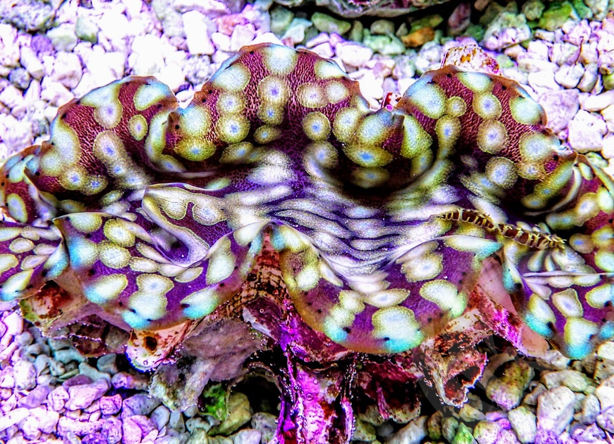 Squamosa WYSIWYG Clam