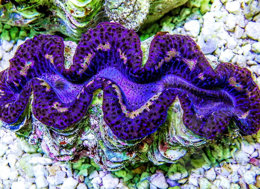 Dark Blue Maxima Clam